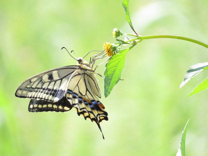 Comment trouver et prendre de belles photos de papillons